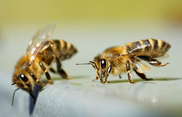 Bienen in Nahaufnahme bei sonnigem Wetter.