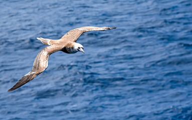 Seabird Masked, Blue-faced Booby (Sula dactylatra) flying over the blue ocean. Seabird is hunting for flying fish jumping out of the water.