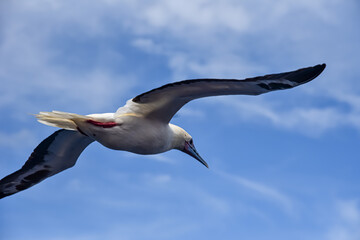 Seabird Masked, Blue-faced Booby (Sula dactylatra) flying over the blue ocean. Seabird is hunting for flying fish jumping out of the water.