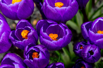 Looking Down on Colourful Crocus Flowers