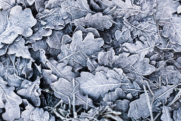 Oak leaves in ice on the ground. Winter morning