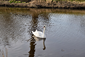 A cute white swan floating on a canal near to Den Helder in the Netherlands