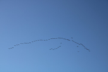 Common cranes in flight (Grus grus, Grauer Kranich)