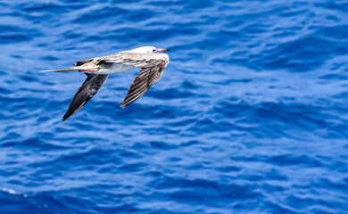 Seabird Masked, Blue-faced Booby (Sula dactylatra) flying over the blue ocean. Seabird is hunting for flying fish jumping out of the water.