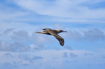 Seabird Masked, Blue-faced Booby (Sula dactylatra) flying over the blue ocean. Seabird is hunting for flying fish jumping out of the water.