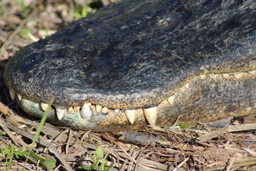 Close Up Of Alligator's Mouth