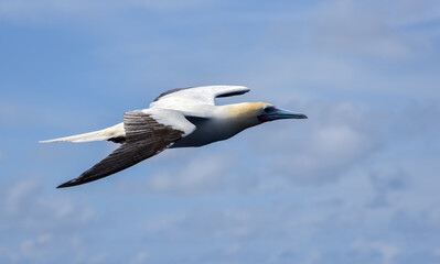Seabird Masked, Blue-faced Booby (Sula dactylatra) flying over the blue ocean. Seabird is hunting for flying fish jumping out of the water.