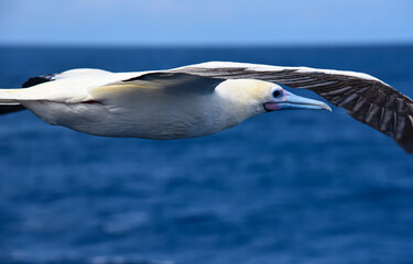 Seabird Masked, Blue-faced Booby (Sula dactylatra) flying over the blue ocean. Seabird is hunting for flying fish jumping out of the water.