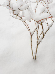 Bare Blue Berry Tree Trunks Covered with Snow in the Yard