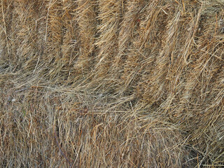 Hay in a roll, end part, close-up. Textured background made of natural materials.