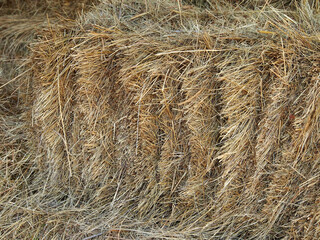 Hay in a roll, end part, close-up. Textured background made of natural materials.