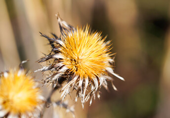 Nahaufnahme einer vertrockneten Blüte einer Distel. Braune, gelbe und beige Töne.