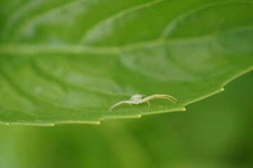 Spider on green leaf