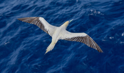 Seabird Masked, Blue-faced Booby (Sula dactylatra) flying over the blue ocean. Seabird is hunting for flying fish jumping out of the water.