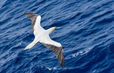 Seabird Masked, Blue-faced Booby (Sula dactylatra) flying over the blue ocean. Seabird is hunting for flying fish jumping out of the water.