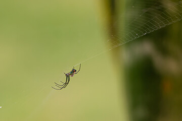 araña en su telaraña