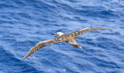 Seabird Masked, Blue-faced Booby (Sula dactylatra) flying over the blue ocean. Seabird is hunting for flying fish jumping out of the water.