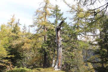 Obraz premium Natürlicher Wald mit Totholz