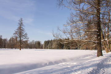 natural landscape snow-covered field and trees in the snow on a sunny winter day