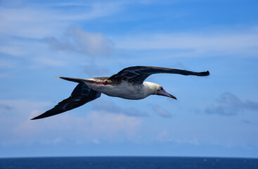 Seabird Masked, Blue-faced Booby (Sula dactylatra) flying over the blue ocean. Seabird is hunting for flying fish jumping out of the water.