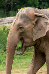 Fototapeta na wymiar Asia elephant or Asiatic elephant