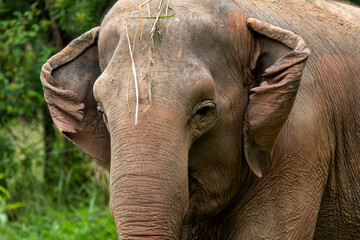 Asia elephant or Asiatic elephant
