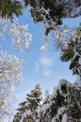 regard vers la cime des abre enneig&eacute;