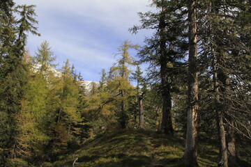 Naturwald Nadelwald mit Totholz Tirol Osttirol