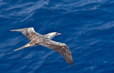 Seabird Masked, Blue-faced Booby (Sula dactylatra) flying over the blue ocean. Seabird is hunting for flying fish jumping out of the water.