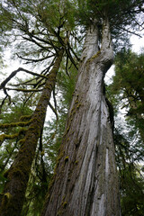 Old cedar tree towering over the Rain Forest Trail, Pacific Rim National Park.