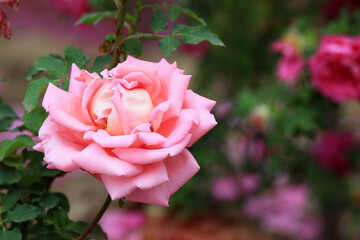 Beautiful roses in the garden, North China