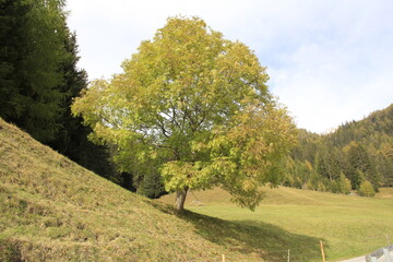 Obraz premium Alleinstehende gemeine Esche