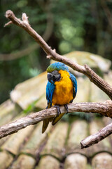 blue and yellow Macaw parrot