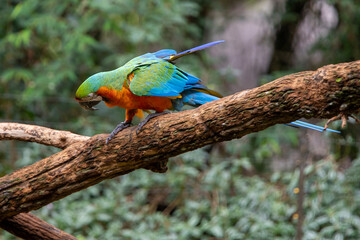 colorful parrot green and red