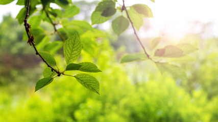 Tree branch with green leaves on a blurred background