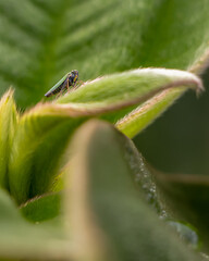 macro