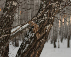 Ural nature not far from Chelyabinsk.