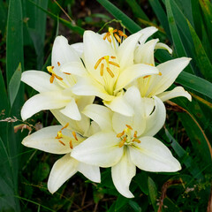 White lilies in the garden among the green leaves