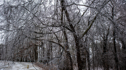 Snow and ice covered tree in winter ice and snow storm in alabama