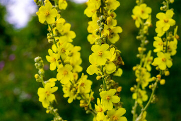 Wild yellow flowers in the forest on a dark blurred background