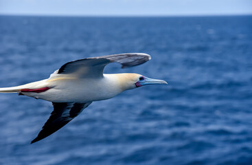 Seabird Masked, Blue-faced Booby (Sula dactylatra) flying over the blue ocean. Seabird is hunting for flying fish jumping out of the water.