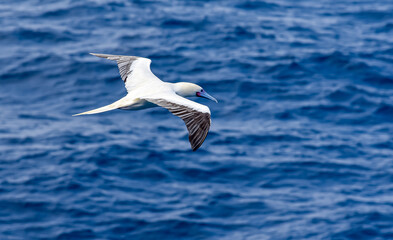 Fototapeta na wymiar Seabird Masked, Blue-faced Booby (Sula dactylatra) flying over the blue ocean. Seabird is hunting for flying fish jumping out of the water.