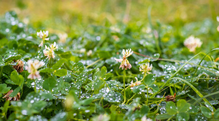 Clover flowering. Clover flowers among the grass with raindrops