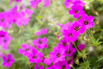 Selective focus shot of purple hybrid geranium flowers in the field