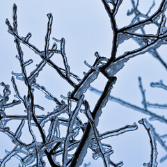 Ice covered