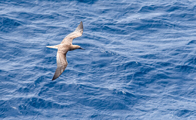 Seabird Masked, Blue-faced Booby (Sula dactylatra) flying over the blue ocean. Seabird is hunting for flying fish jumping out of the water.