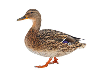 brown walking duck on white