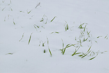 blades of grass covered by snow
