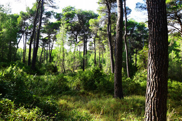 The mediterranean evergreen hard-leaved forest
