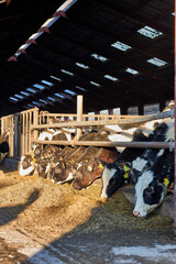 Fototapeta na wymiar Cows in a farm. Dairy cows.